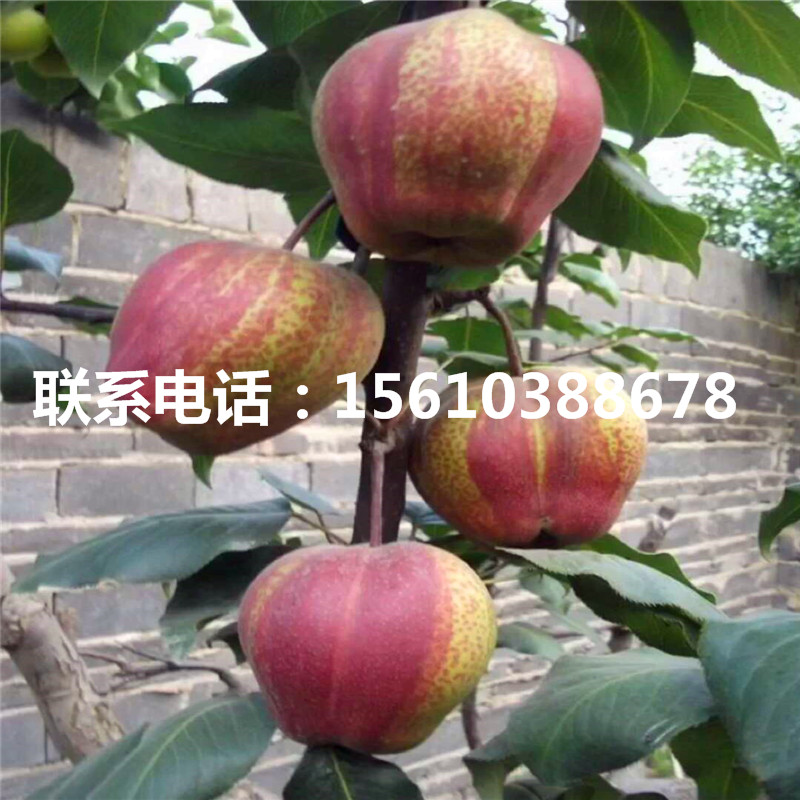 嫁接梨樹苗出售價位