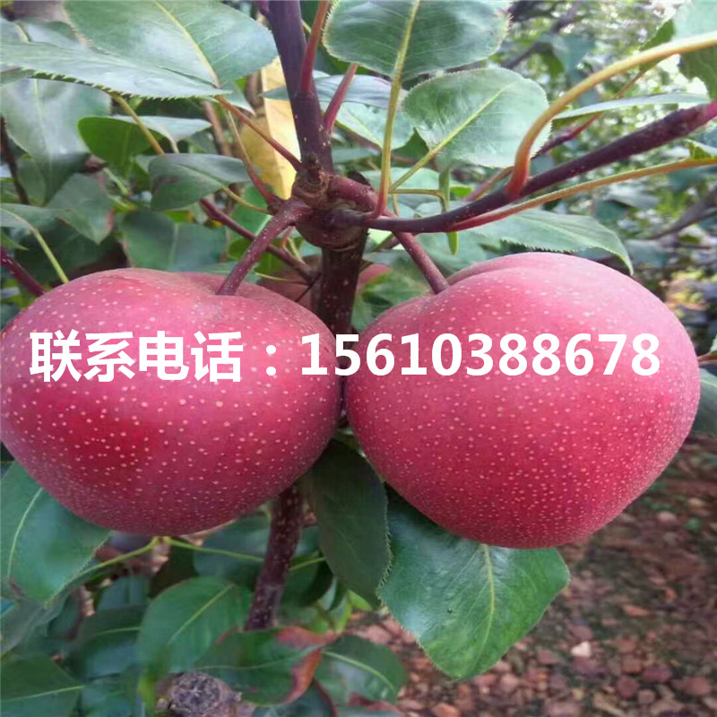 黃冠梨樹苗一株多少錢