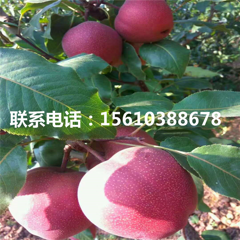 中梨1號梨樹苗、中梨1號梨樹苗咨詢