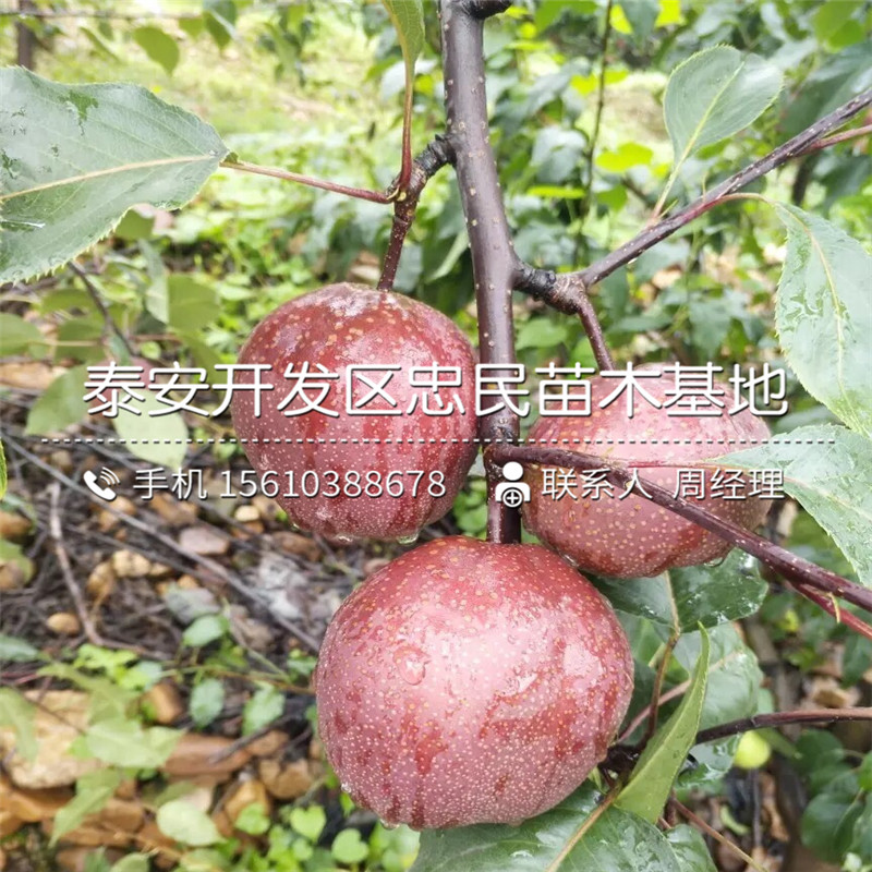 丑梨樹苗品種