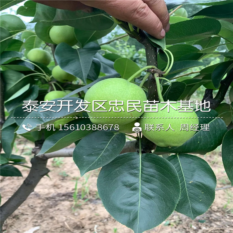大果水晶梨樹苗銷售價格