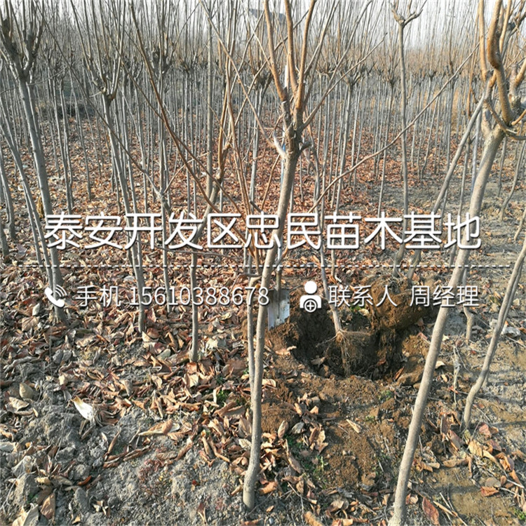 3公分柿子苗批發(fā)單價、3公分柿子苗基地價格