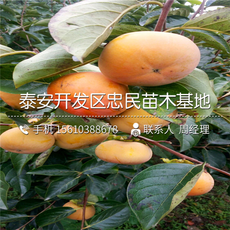 次郎柿子苗批發(fā)、次郎柿子苗基地價格
