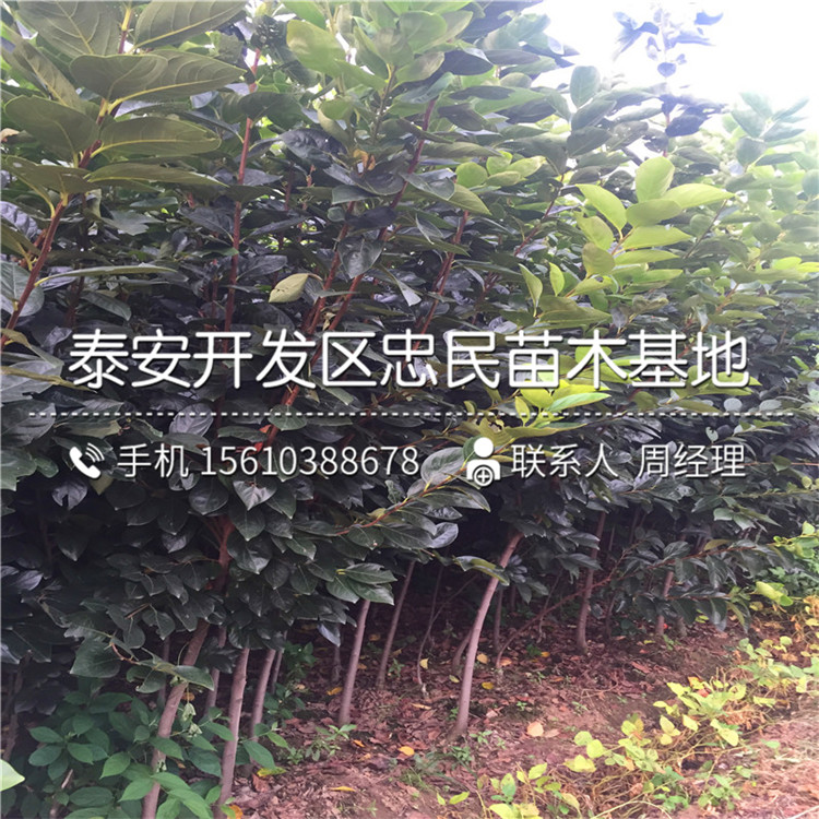 薄皮柿子苗基地、薄皮柿子苗銷售基地