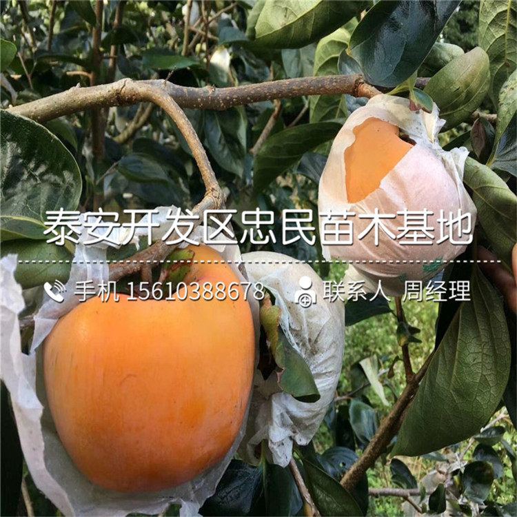 磨盤柿子苗批發(fā)單價、磨盤柿子苗出售價格