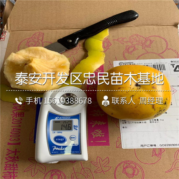 黑柿苗價(jià)錢(qián)、黑柿苗單價(jià)及價(jià)格