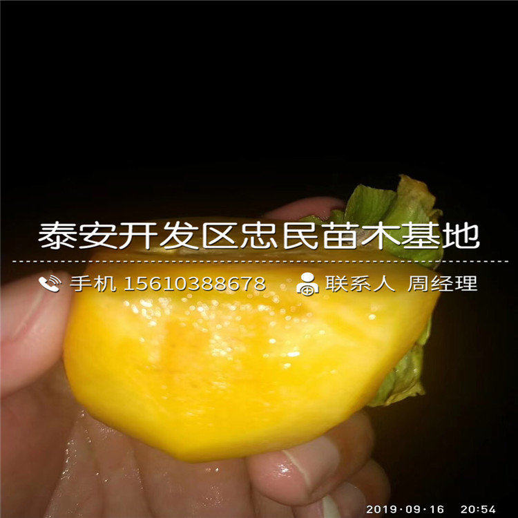 寶蓋柿子苗價格、寶蓋柿子苗銷售基地