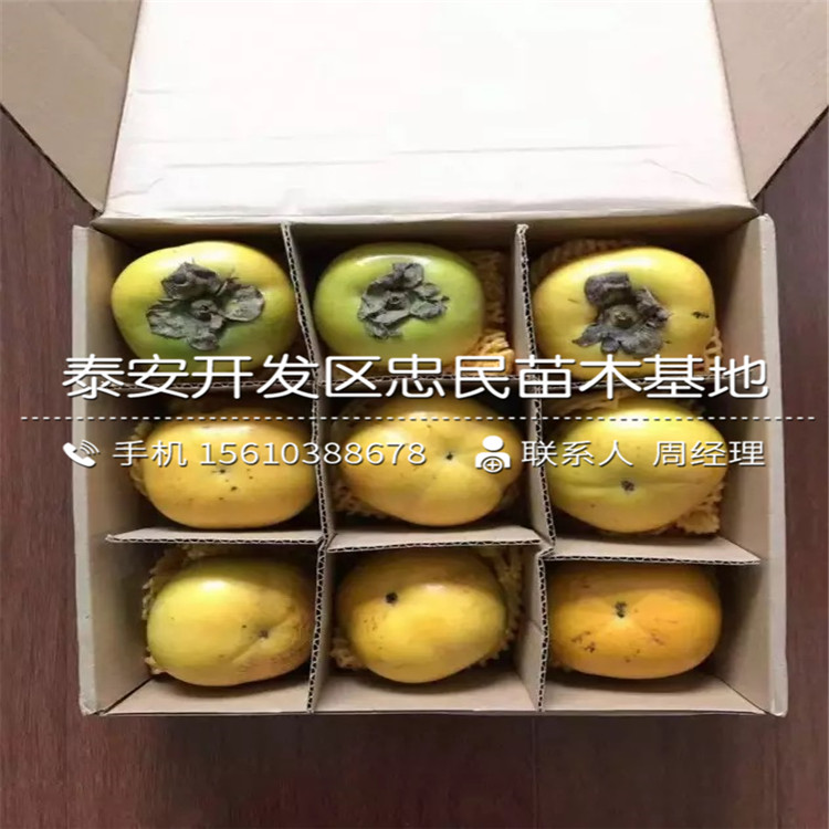 寶蓋柿子苗價格、寶蓋柿子苗銷售基地