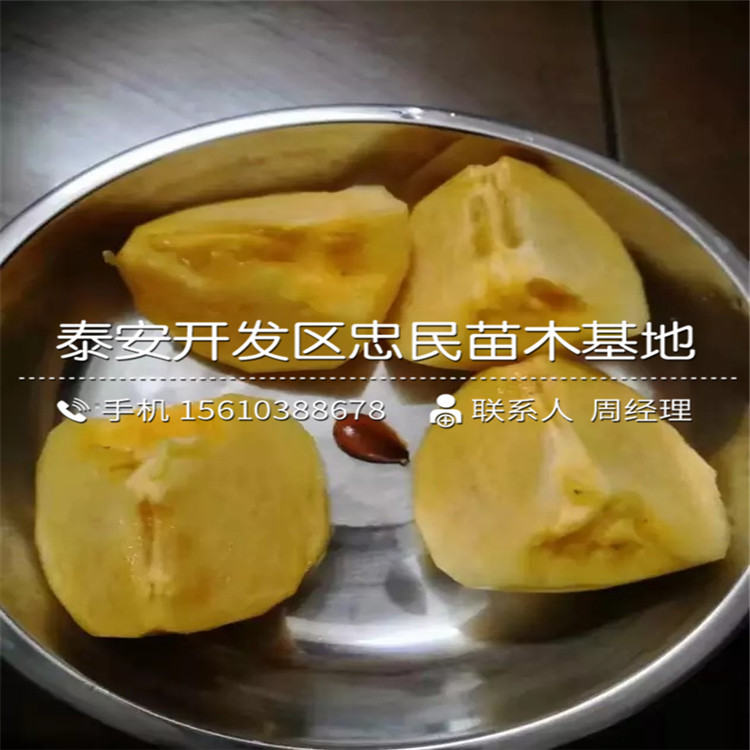 磨盤柿子苗批發(fā)價格、磨盤柿子苗出售價格