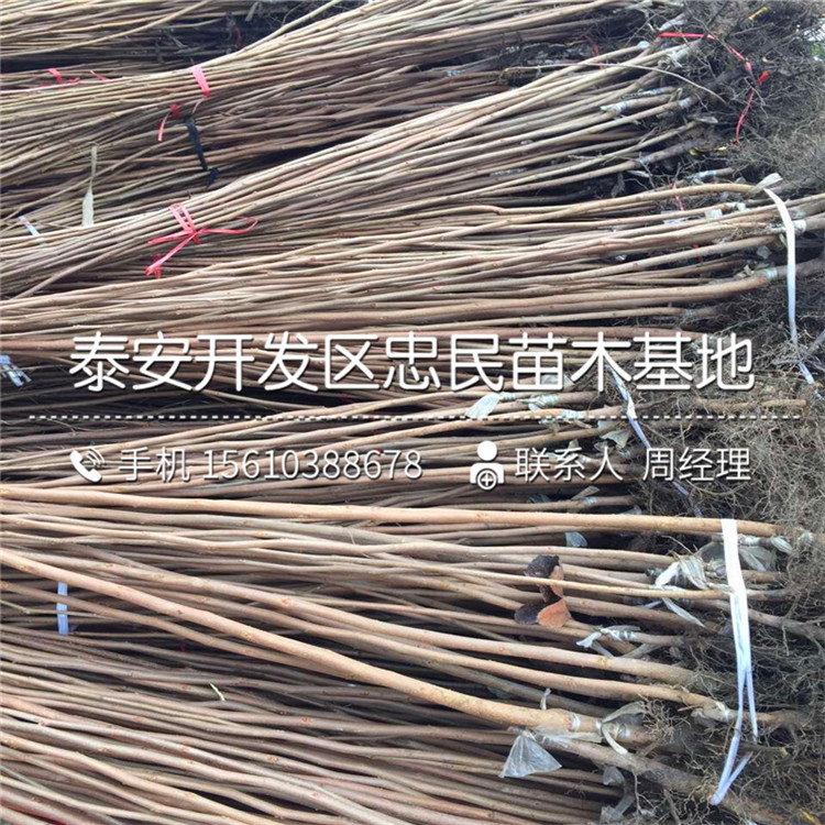 黑甜柿子苗每日?qǐng)?bào)價(jià)、黑甜柿子苗批發(fā)基地