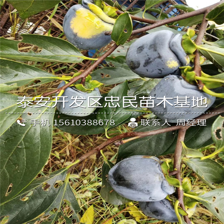 寶蓋柿子苗價格、寶蓋柿子苗銷售基地