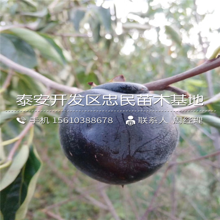 羅田柿子苗批發(fā)單價、羅田柿子苗出售價格