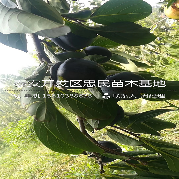2公分柿子苗價(jià)位、2公分柿子苗報(bào)價(jià)
