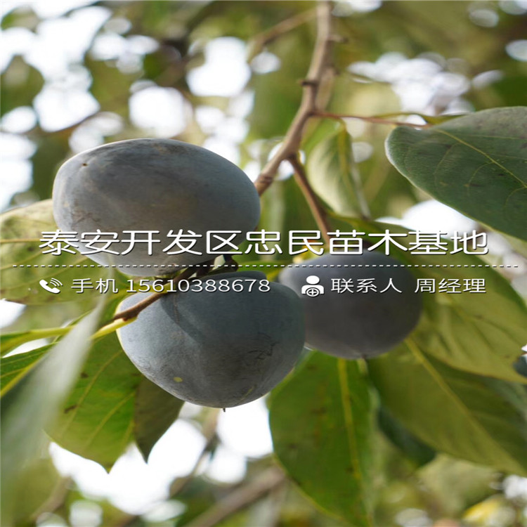 富平尖柿苗批發(fā)價格、富平尖柿苗便宜出售