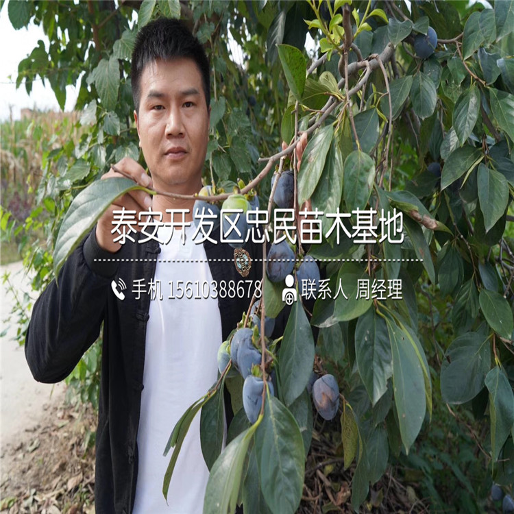 蓮花柿子苗每日報價、蓮花柿子苗出售價格