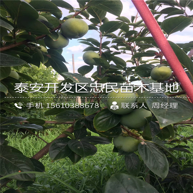 蓮花柿子苗每日報價、蓮花柿子苗出售價格