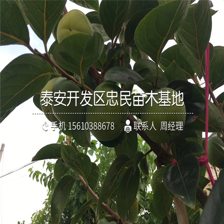 薄皮柿子苗基地、薄皮柿子苗銷售基地