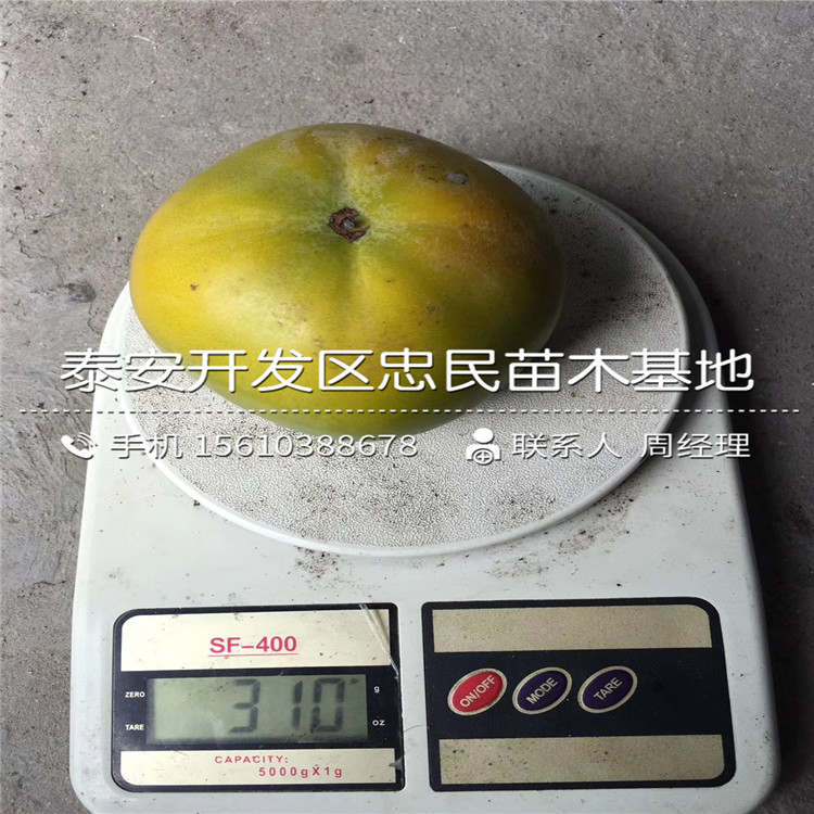 薄皮柿子苗基地、薄皮柿子苗銷售基地