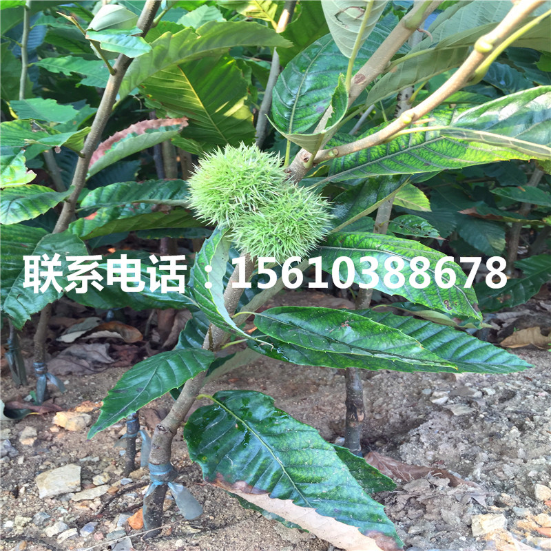 九家種板栗苗基地價格、九家種板栗苗包郵價格