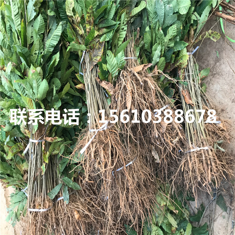 九家種板栗苗基地價格、九家種板栗苗包郵價格