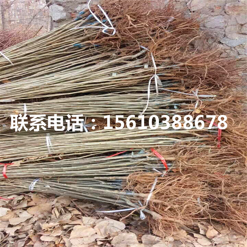 九家種板栗苗基地價格、九家種板栗苗包郵價格