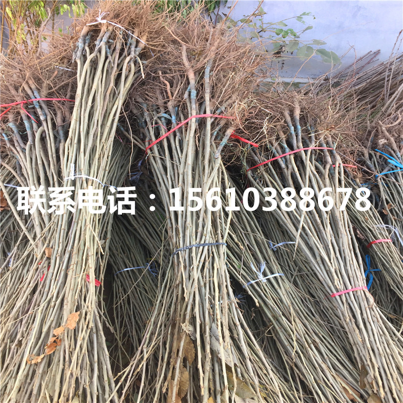 九家種板栗苗基地價格、九家種板栗苗包郵價格