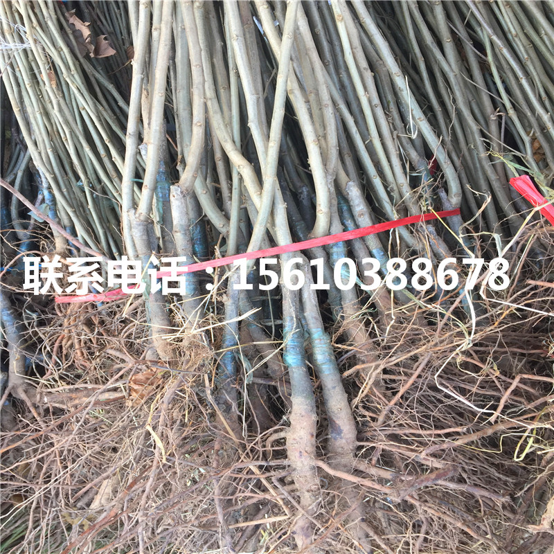 處曙紅板栗苗批發(fā)基地、處曙紅板栗苗價(jià)位