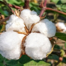 新疆种植棉花的有利条件是什么？图片