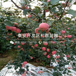 新品种自根砧苹果树苗、自根砧苹果树苗出售价格是多少图片5