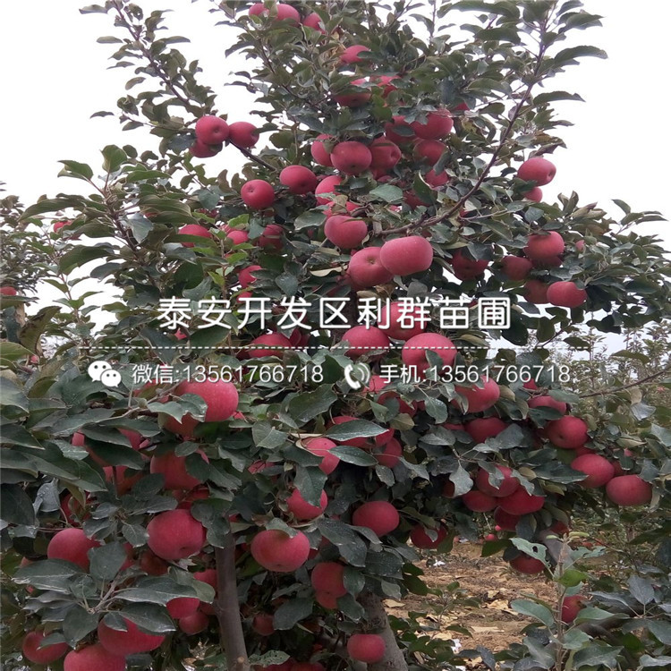 山东红露苹果苗多少钱一棵、山东红露苹果苗出售价格