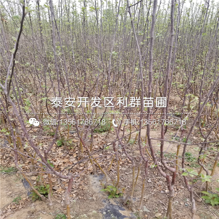 哪里的红色之爱119-06苹果树苗价格低