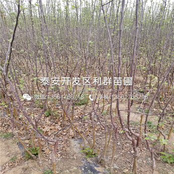 紅露蘋果樹苗基地、紅露蘋果樹苗價(jià)格多少