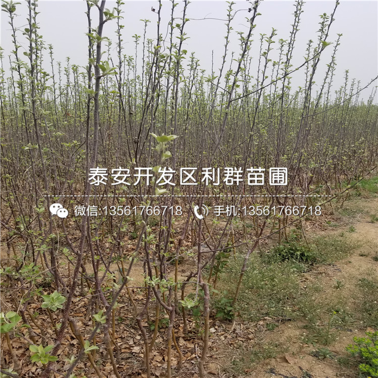 2018年苹果树苗价格、苹果树苗基地