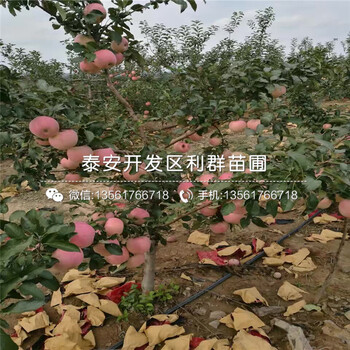 哪里卖红蜜脆苹果树苗