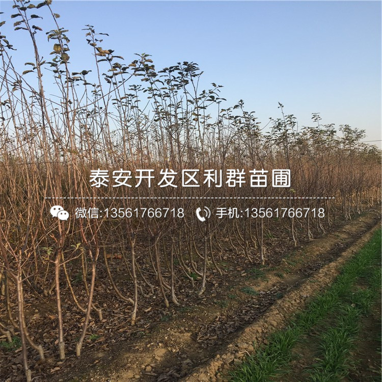 烟富6号苹果苗价格出售