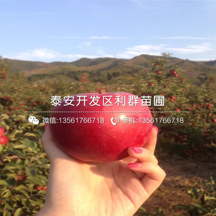 新品种红元帅苹果树苗、新品种红元帅苹果树苗多少钱一棵