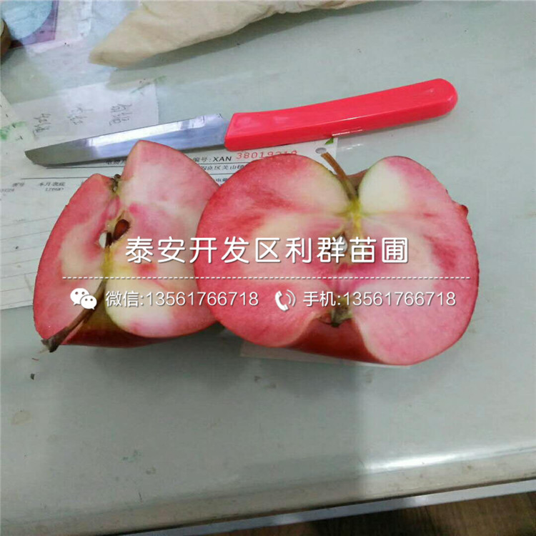 新品种新红星苹果树苗、新品种新红星苹果树苗出售价格