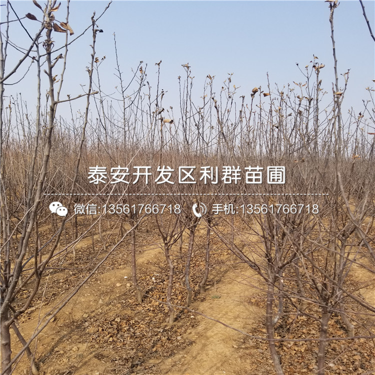 新品种苹果树苗出售基地