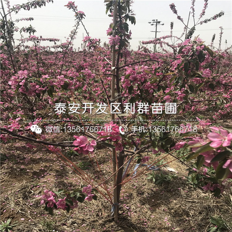 新红星苹果苗一亩地种植多少棵