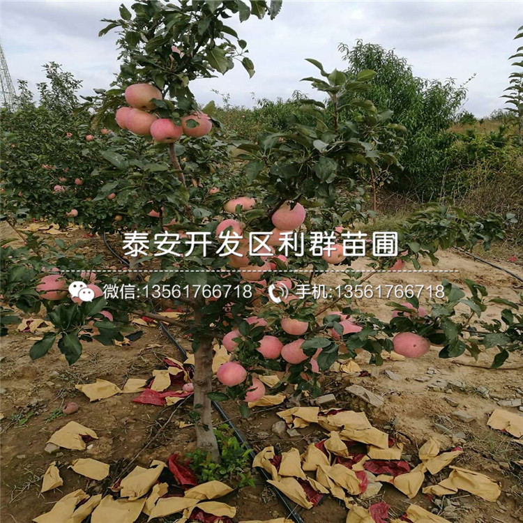 哪里有烟富6号苹果树苗出售、2018年烟富6号苹果树苗价格