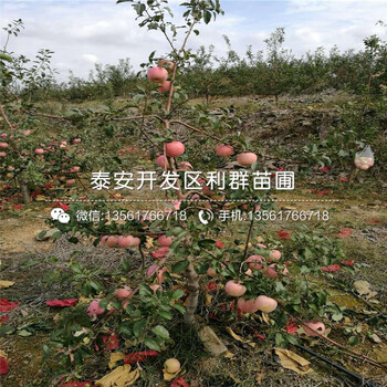 2018年苹果树苗价格、2018年2018年苹果树苗出售