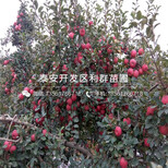 新品种自根砧苹果树苗、自根砧苹果树苗出售价格是多少图片3