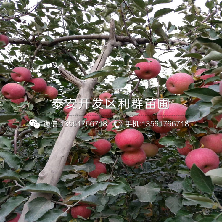 山东矮化m9t337苹果树苗、山东矮化m9t337苹果树苗批发价格多少