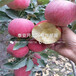 长枝红富士苹果树苗种植基地