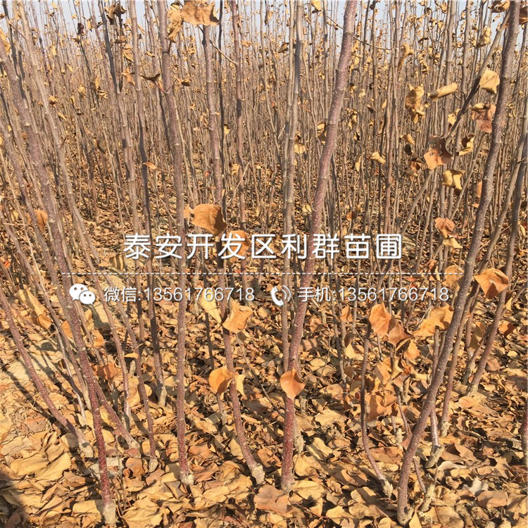 1公分苹果苗出售价格、1公分苹果苗多少钱一棵