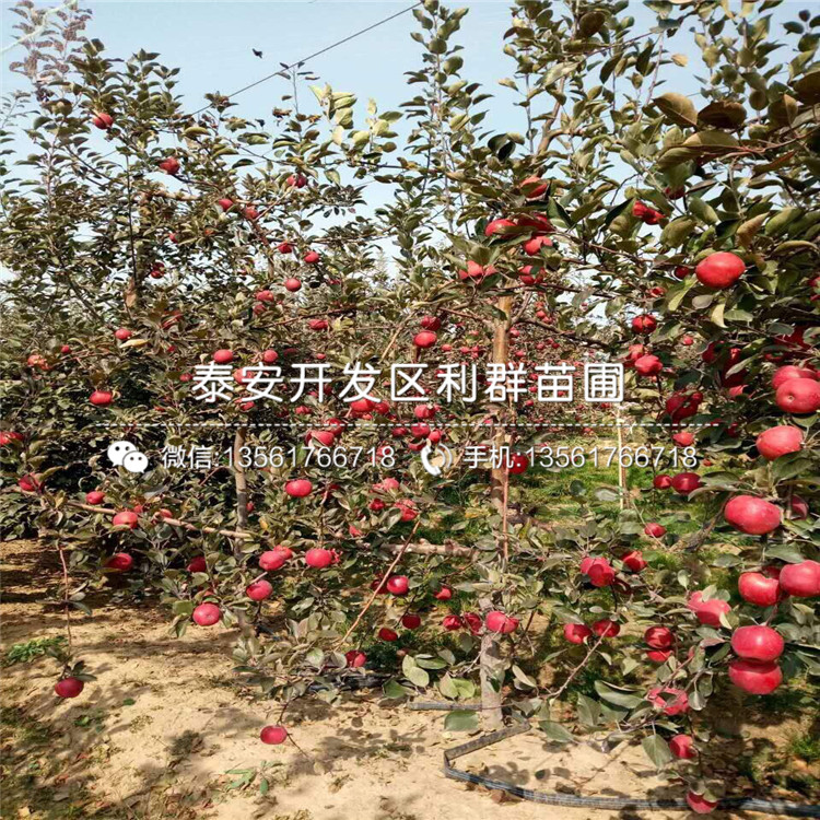 出售弘前富士苹果树苗出售价格是多少