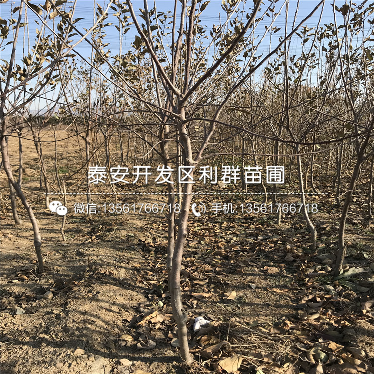 七月天仙苹果树苗销售基地