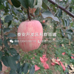 新品种批发苹果树苗批发价格是多少图片2