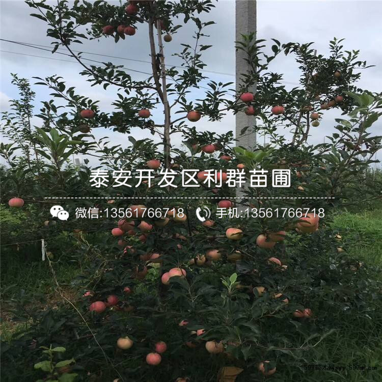 红元帅苹果苗基地、红元帅苹果苗基地