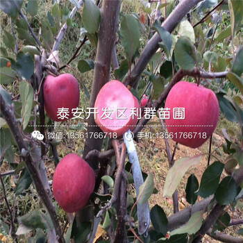 新品种123苹果树苗批发基地